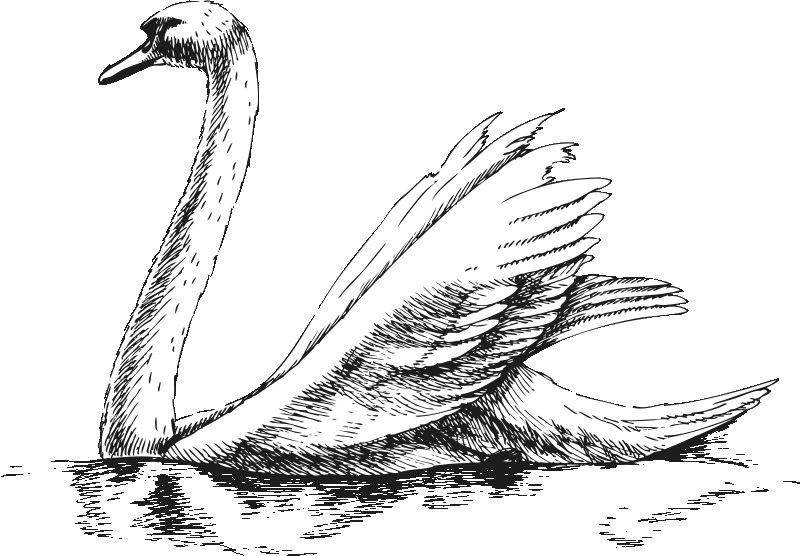 Swan